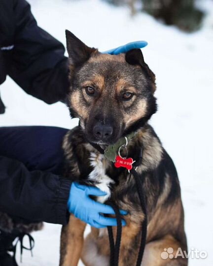 Симпатяга Рекс