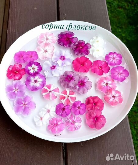 Флоксы многолетние