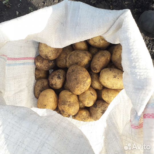 Картофель крупный, вкуснейший