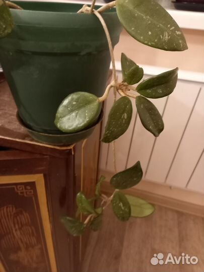 Хойя большая лиана – это изысканное тропическое