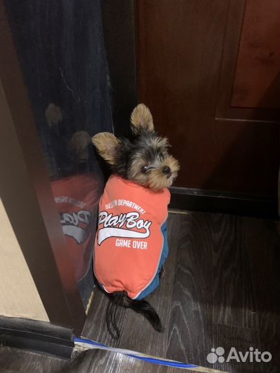 Костюм для щенка
