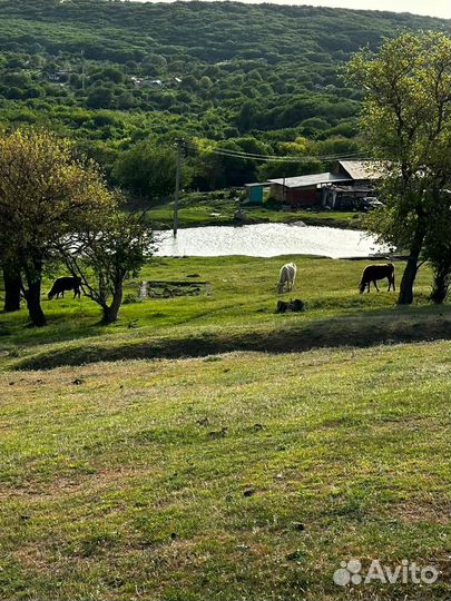 Ищу людей на ферму аренда