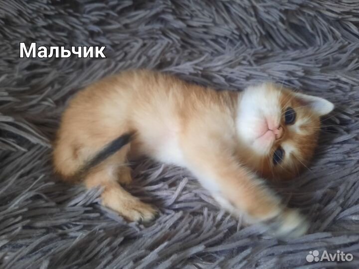 Шотландские малыши