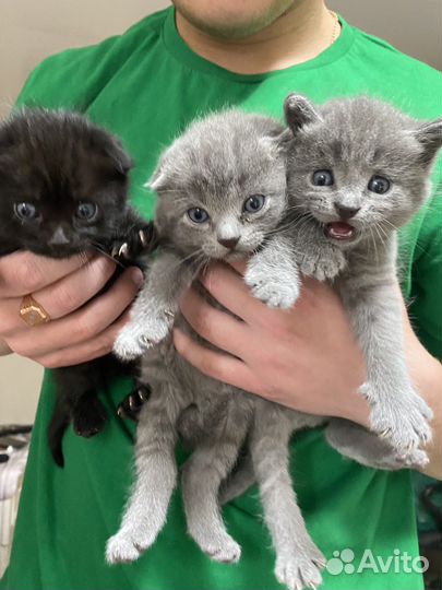 Вислоухая кошка