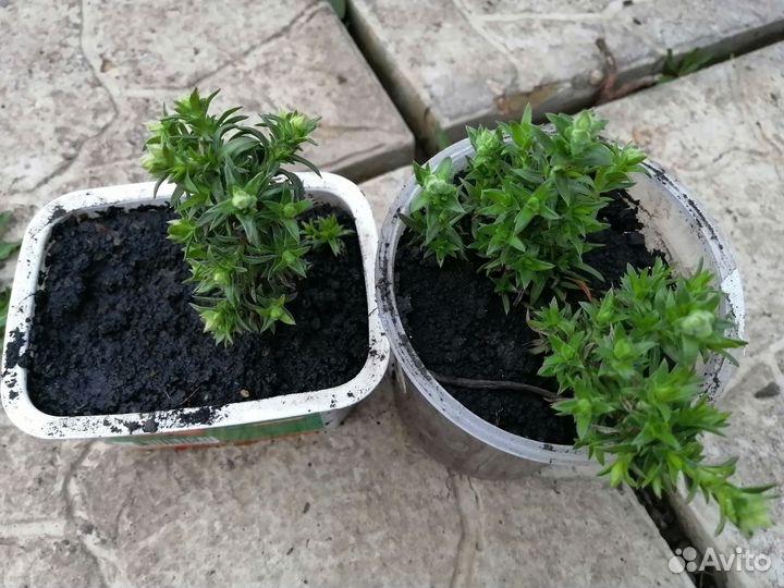 Флокс шиловидный