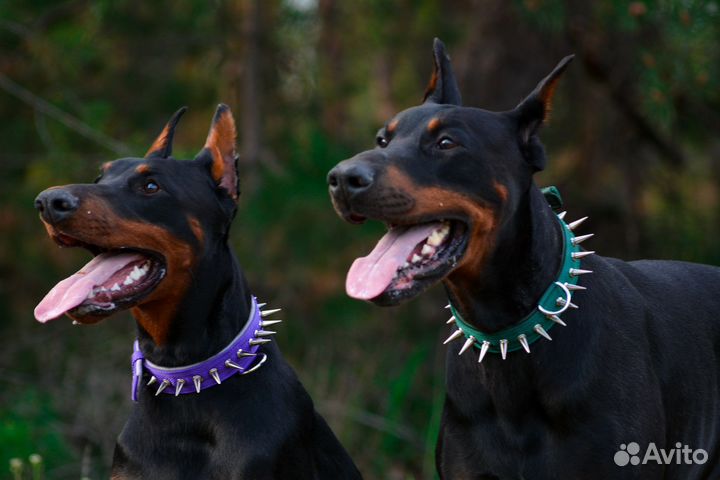 Кинолог-зоопсихолог, ветдиетолог