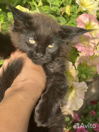 Котята мейн-кун