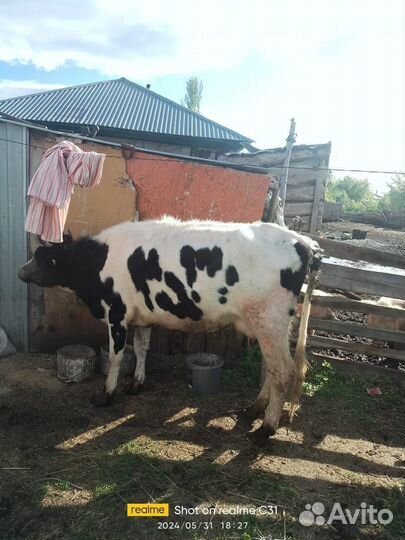 Корова дойная
