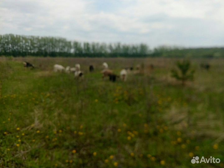 Молоко козье