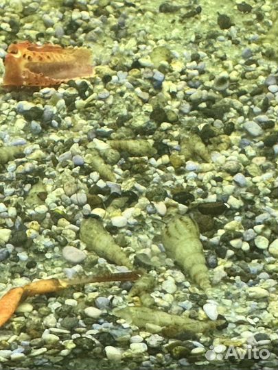 Грунтовая улитка