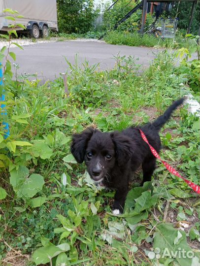 Кинолог с выездом: дрессировка, воспитание собак