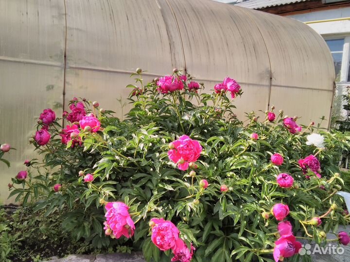 Корни пион белый, вишневый, розовый