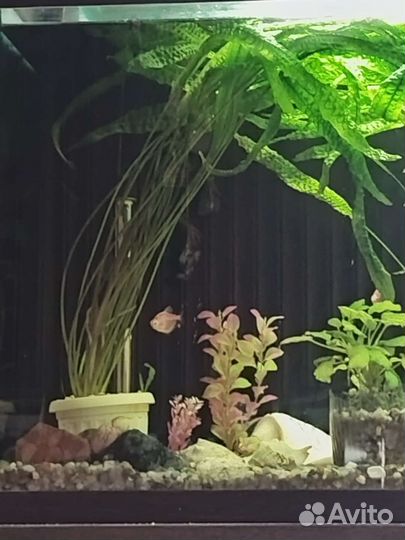 Растения для аквариума