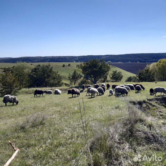 Овцы бараны с/х