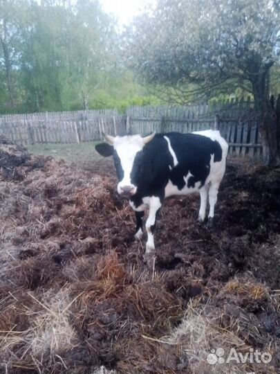 Продам телку
