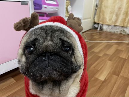 Мопс гладкошерстный. Бежевые мопсики. Ирландский мопс. Мопс гладкошерстный. Мопс которому 6 лет.