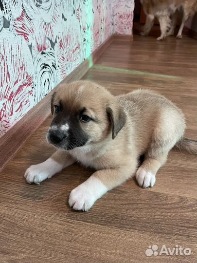 Щенок в добрые руки