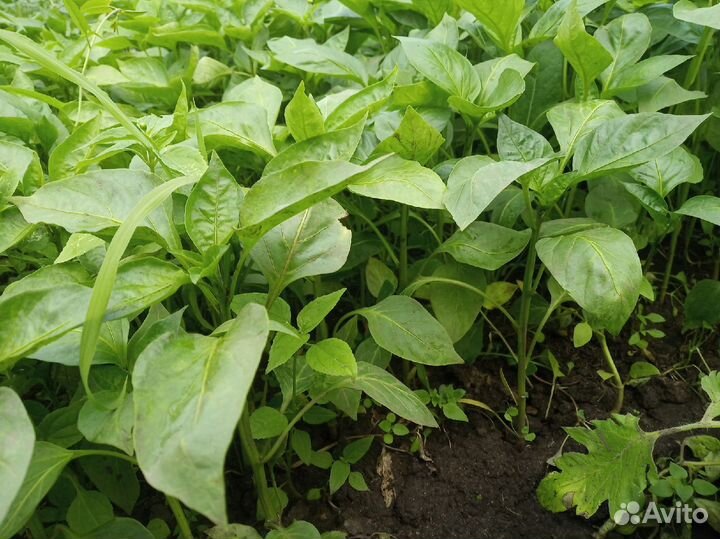 Рассада томатов. перцев. капусты цветов