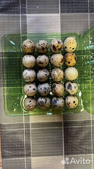 Яйца перепелиные