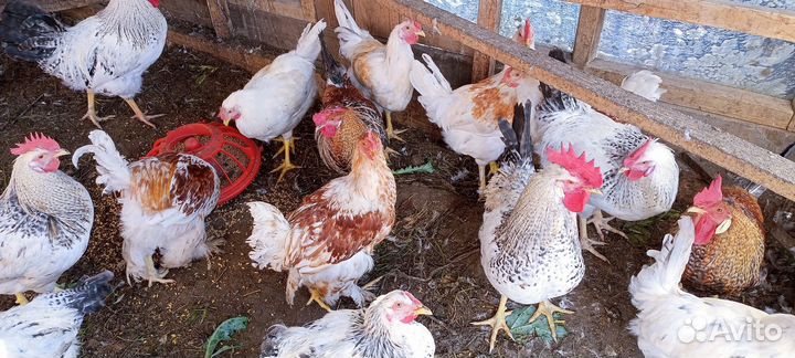 Молодые петухи