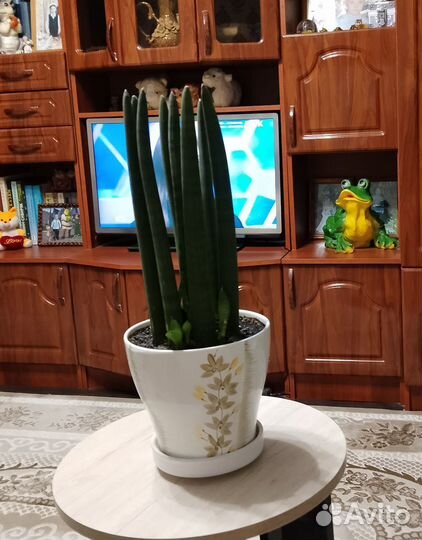 Сансевиерия цилиндрика