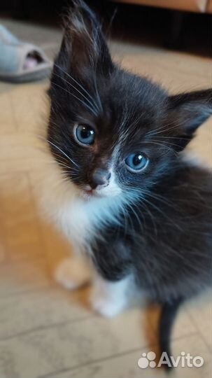 Отдам в добрые руки