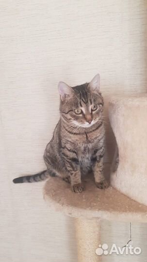 Котик Бруняша ищет дом