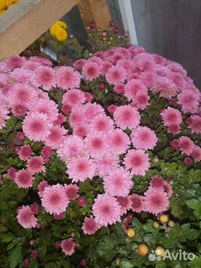 Хризантемы мультифлора черенки