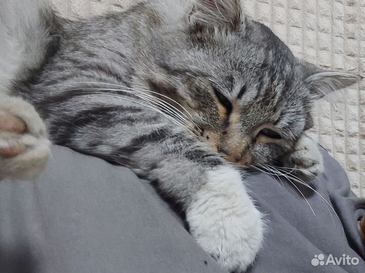 Кот в добрые руки