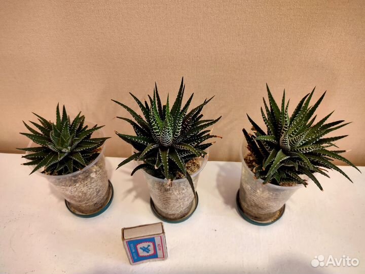 Хавортия (чуть покрупнее)