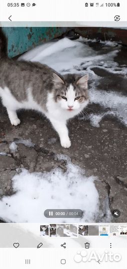 Молодой котик