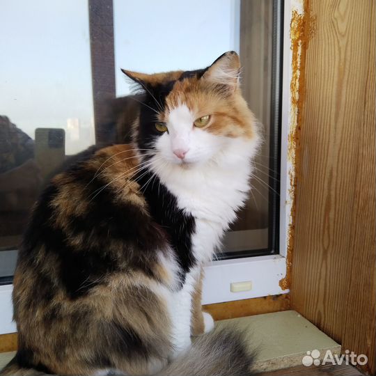 Кошка