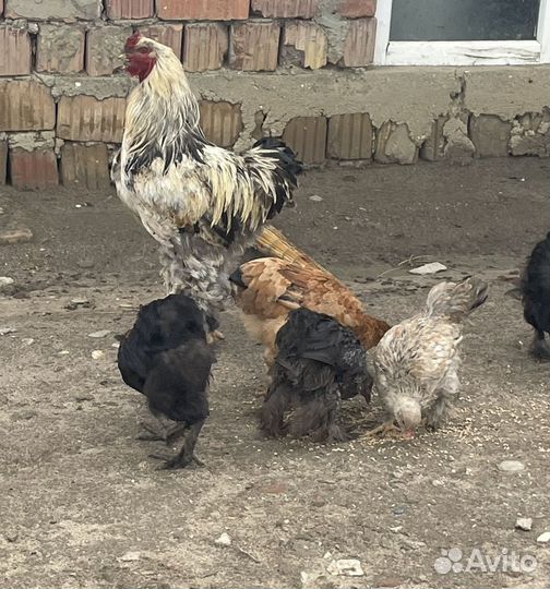 Куры цеплята