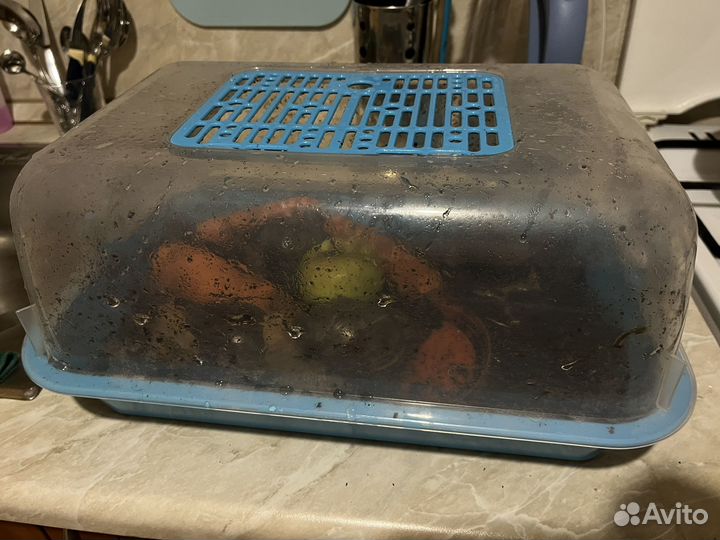 Улитки ахатины