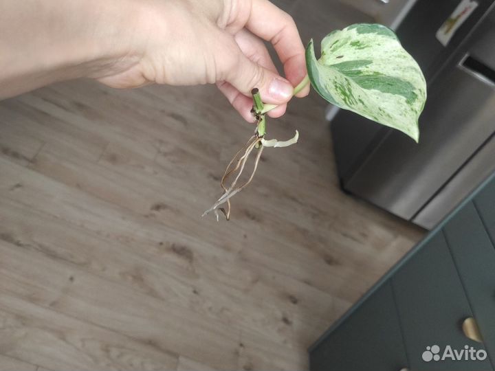 Эпипремнум хэппи лиф