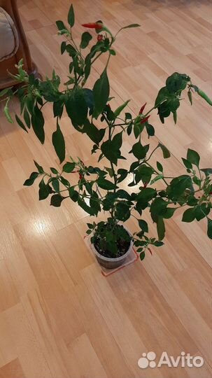 Перец комнатный острый,Огонёк