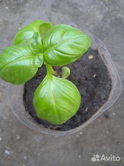 Рассада базилика и мелиссы