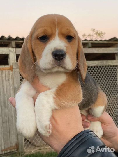 Щенки бигль из питомника