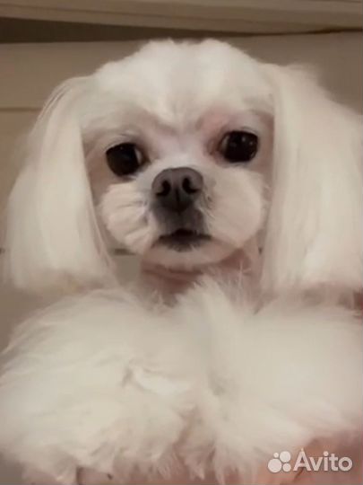 Кобель мальтезе для дома