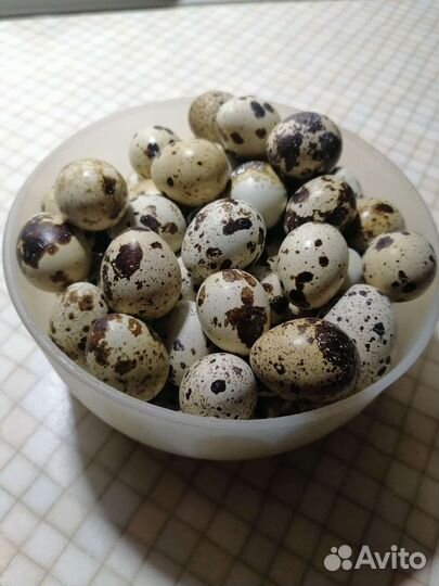 Яйцо куриное, перепелиное
