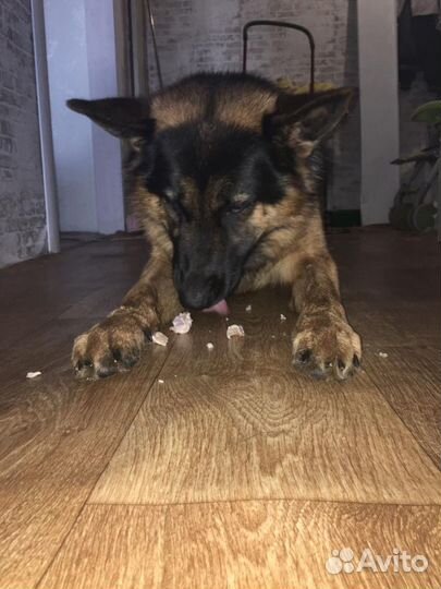 Вязка немецкой овчарки