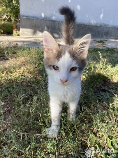 Котик мальчик