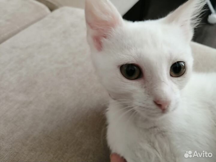 Котёнок ищет новый дом