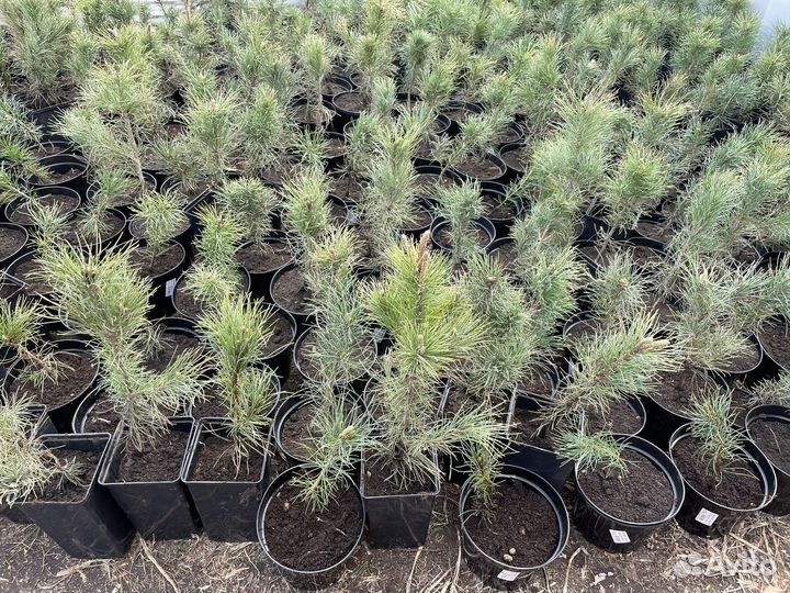 Саженцы Алтайского кедра