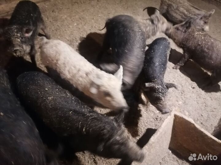 Венгерская мангалица