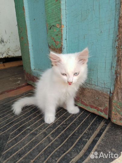 Турецкая ангора