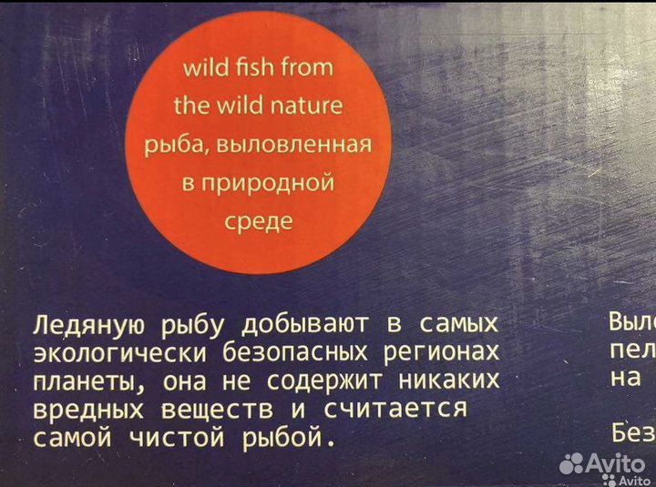 Ледяная рыба