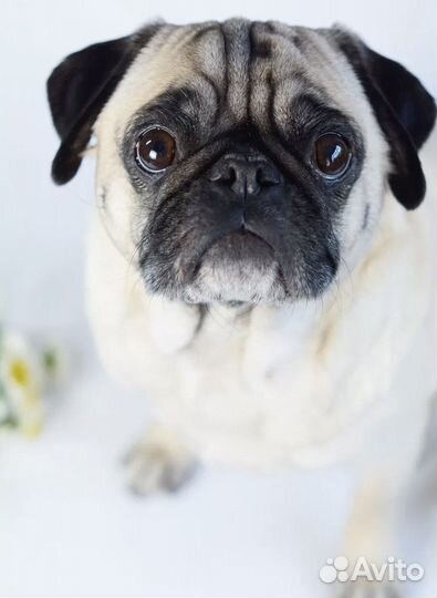 Мальчик мопс ищет порядочную девочку