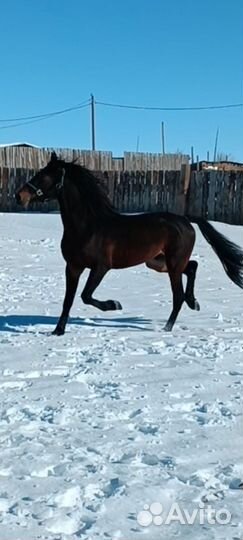 Жеребец орловский рысак