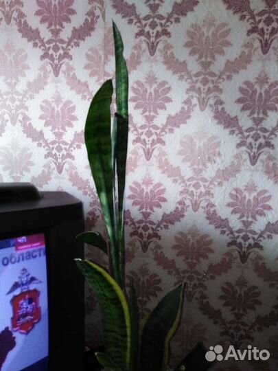 Фикус эластика тинеке